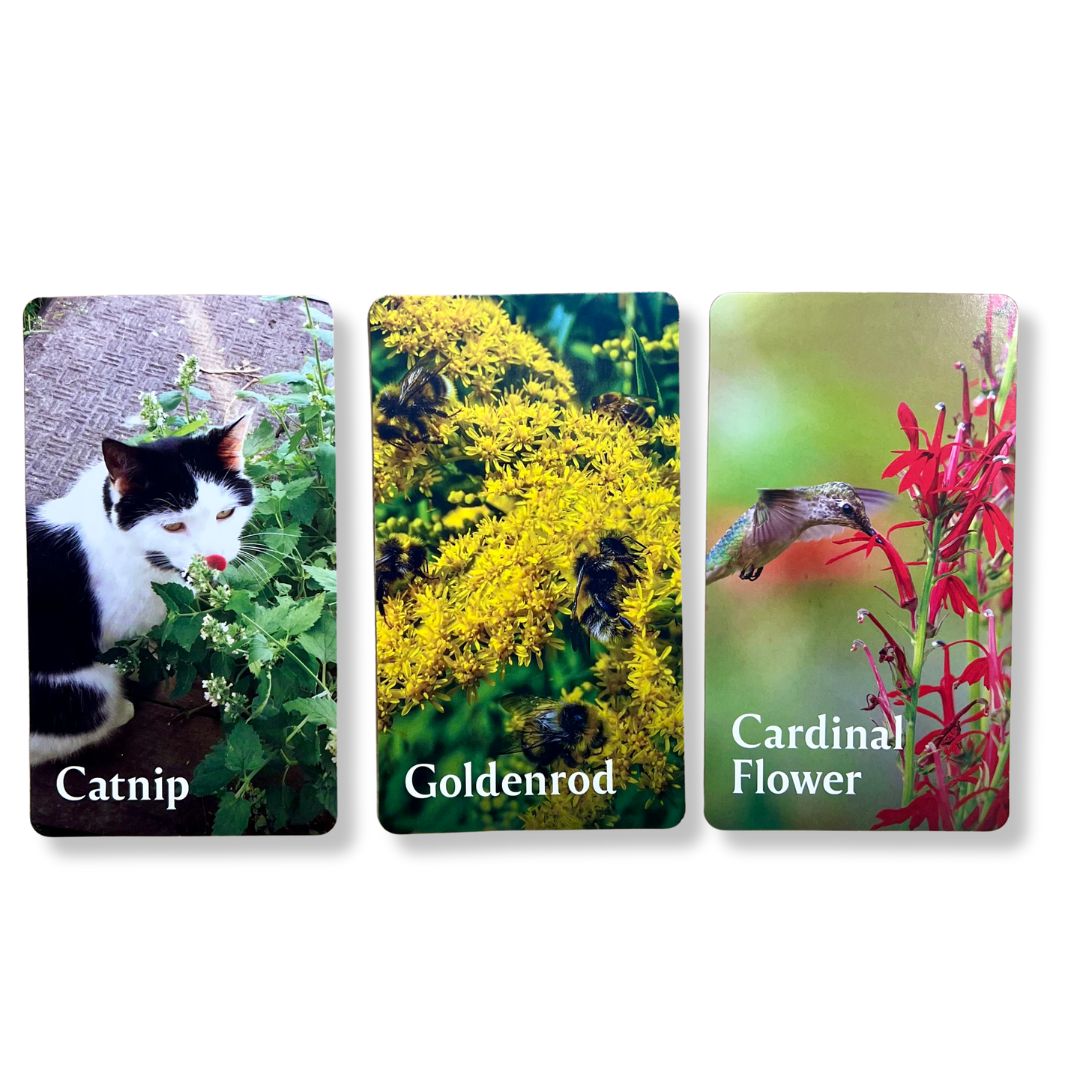Pollinator Garden Planning Deck